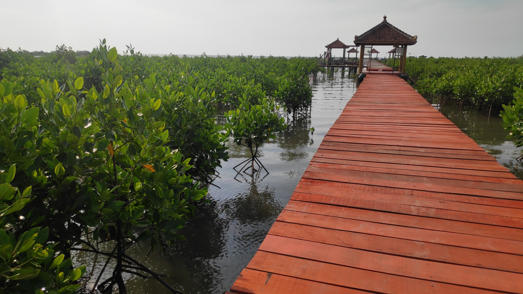 Manfaat Ekonomi Hutan Mangrove bagi Masyarakat Pesisir